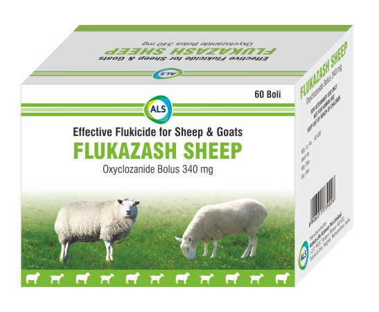 FLUKAZASH SHEEP